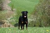 BEAUCERON 590